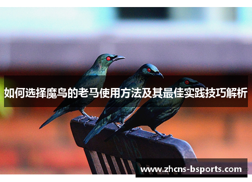 如何选择魔鸟的老马使用方法及其最佳实践技巧解析